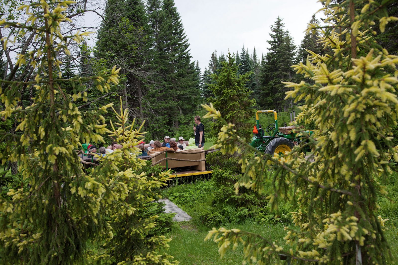 Guided tour to the Arboretum of the Finnish Natural Resources Institute in Punkaharju