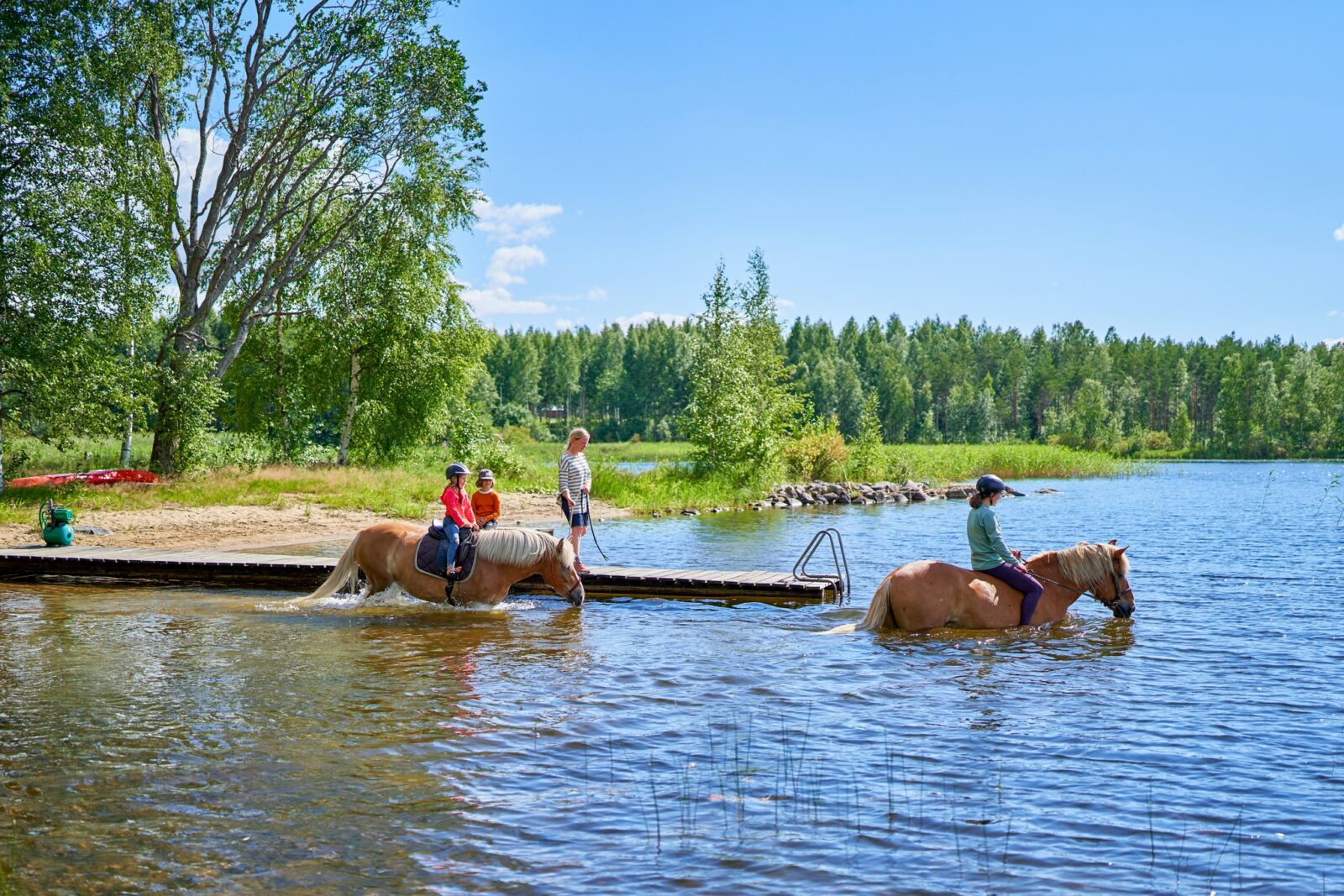 Swimming with trustworthy Finnish horses